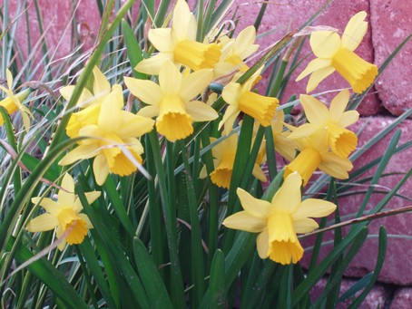 Jonquilles au gite en alsace